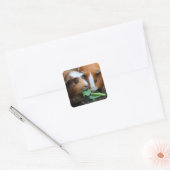 Sticker Carré Deux Beaux Cochons De Guinée Mangent Des Verts (Enveloppe)