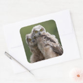 Sticker Carré Deux Bébés Grand Chouette (Enveloppe)