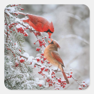 Sticker Carré Deux cardinaux aux baies rouges en hiver
