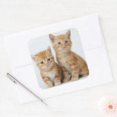Sticker Carré Deux chatons adorables (Enveloppe)