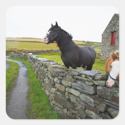 Sticker Carré Deux chevaux à la ferme en Angleterre rurale (Devant)