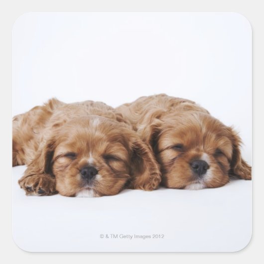 Sticker Carré Deux chiots Cavalier King Charles Spaniel (Devant)