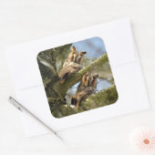 Sticker Carré Deux Chouettes dans les Bois, oiseaux, faune Carré (Enveloppe)