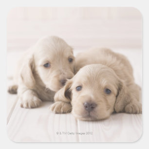 Sticker Carré Deux Dachshund miniature