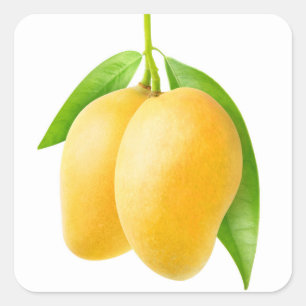 Sticker Carré Deux fruits de mangue jaune