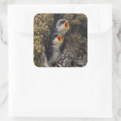 Sticker Carré Deux hirondelles d'arbre à bébé (Sac)