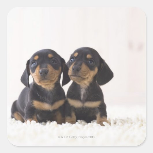 Sticker Carré Deux Mini Dachshund Assis (Devant)