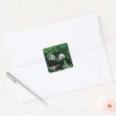 Sticker Carré Deux pandas mangeant du bambou ensemble, Wolong (Enveloppe)