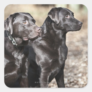 Sticker Carré Deux récupérateurs Black Labrador