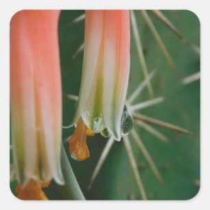 Sticker Carré Dew sur Aloe Bloom