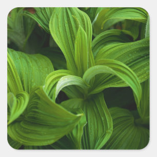 Sticker Carré Dewdrops sur une fausse Helabore