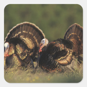 Sticker Carré Dindon sauvage, Meleagris gallopavo,mâles