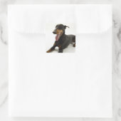 Sticker Carré Doberman Pinscher 2 (Sac)