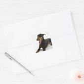 Sticker Carré Doberman Pinscher 2 (Enveloppe)