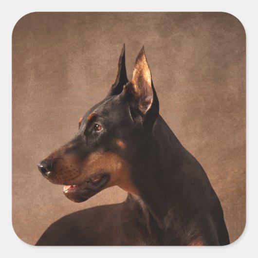 Sticker Carré Dobermann - Doberman Pinscher (Devant)