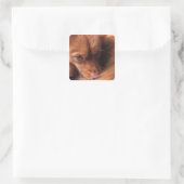 Sticker Carré dog (Sac)