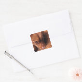 Sticker Carré dog (Enveloppe)