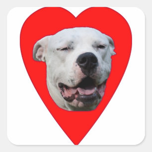 Sticker Carré Dogo Argentino souriant