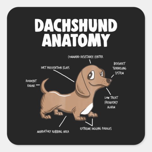 Sticker Carré Don de chien | Anatomie Dachshund Funny Weiner (Devant)