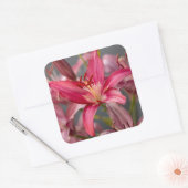 Sticker Carré Douce Lily Rose (Enveloppe)