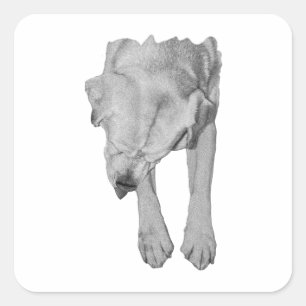 Sticker Carré Doux chien, saison confortable