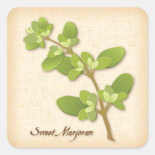 Sticker Carré doux Marjoram Herbe