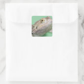 Sticker Carré Dragon barbu 2 (Sac)