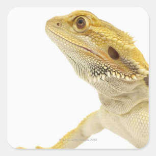 Sticker Carré Dragon barbu (Pogona Vitticeps)