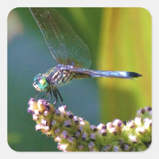 Sticker Carré Dragonfly aux yeux turquoises (Devant)