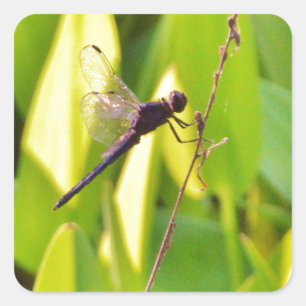 Sticker Carré Dragonfly Blue et noir sur l'herbe.