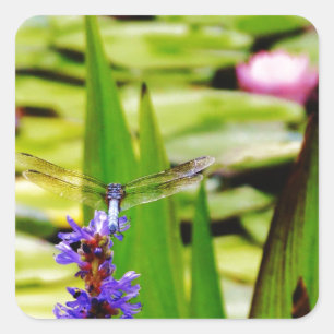 Sticker Carré Dragonfly lotus and purple flower