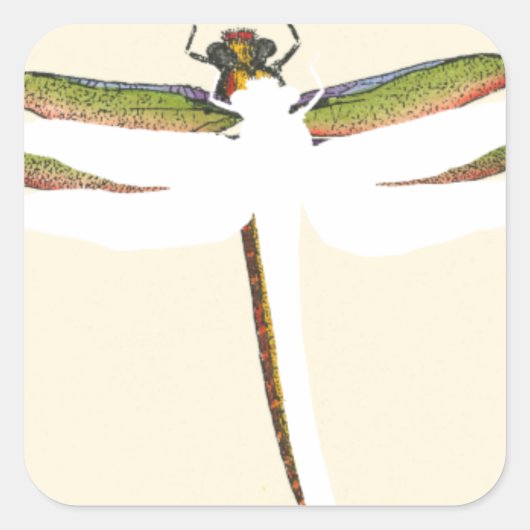 Sticker Carré Dragonfly miniature sur Arrière - plan blanc (Devant)