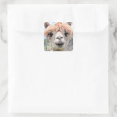 Sticker Carré Drôle Alpaca Llama Ne touche pas Je crache (Sac)
