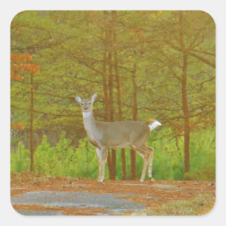 STICKER CARRÉ DSCF4041.JPG