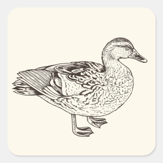 Sticker Carré Duck Sketch (Devant)