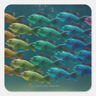 Sticker Carré École de basse de la Mer Noire dans les couleurs