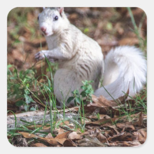 Sticker Carré Écureuil blanc de Brevard