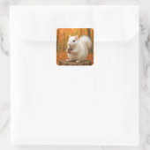 Sticker Carré Écureuil blanc tenant un maïs (Sac)