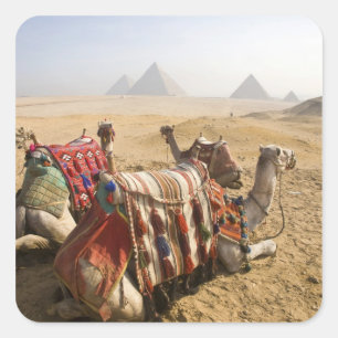 Sticker Carré Égypte, Le Caire. Chameaux au repos