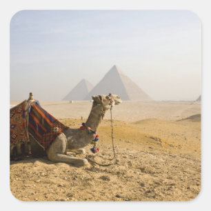 Sticker Carré Egypte, Le Caire. Un chameau solitaire