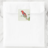 Sticker Carré Electus Parrot, sur une pousse de bambou (Sac)