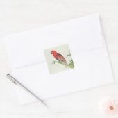 Sticker Carré Electus Parrot, sur une pousse de bambou (Enveloppe)