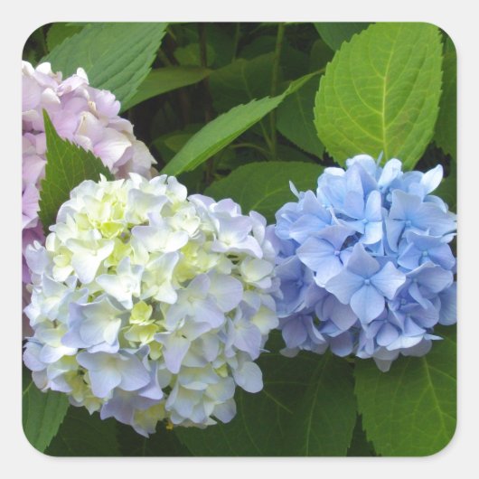 Sticker Carré Élégant bleu violet rose Hydrangeas florales (Devant)