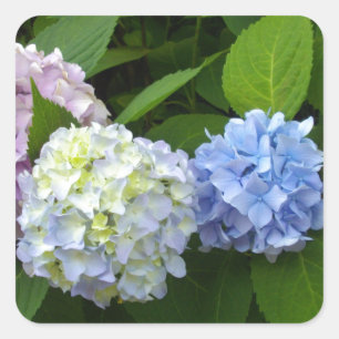 Sticker Carré Élégant bleu violet rose Hydrangeas florales
