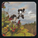 Sticker Carré Elegant Holly Christmas,<br><div class="desc">Elégant Noël Holly,  ciel bleu Photo de Sandy Closs Noël Saint Noël,  baies,  "baies saintes""baies sèches""élégantes fêtes de Noël""fleurs de Noël""fleurs de Noël""fleurs de Noël"bleu vert blanc</div>