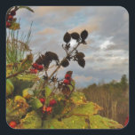 Sticker Carré Elegant Holly Christmas,<br><div class="desc">Elégant Noël Holly,  ciel bleu Photo de Sandy Closs Noël Saint Noël,  baies,  "baies saintes""baies sèches""élégantes fêtes de Noël""fleurs de Noël""fleurs de Noël""fleurs de Noël"bleu vert blanc</div>