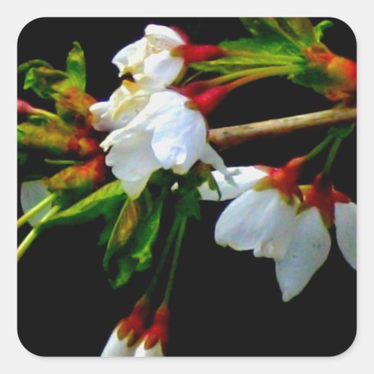 Sticker Carré Élégant noir blanc fleuri blanc Blossom (Devant)