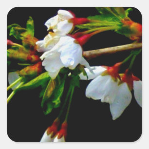 Sticker Carré Élégant noir blanc fleuri blanc Blossom