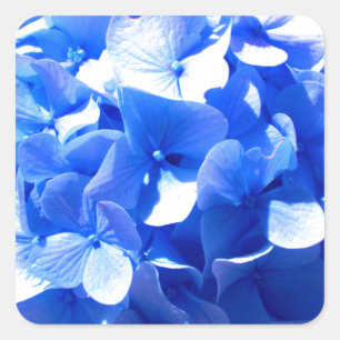 Sticker Carré ElégantCobalt bleu floral élégant hydrangeas