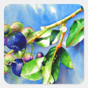 Sticker Carré Elégante aquarelle Blueberry peinture fruit bleu